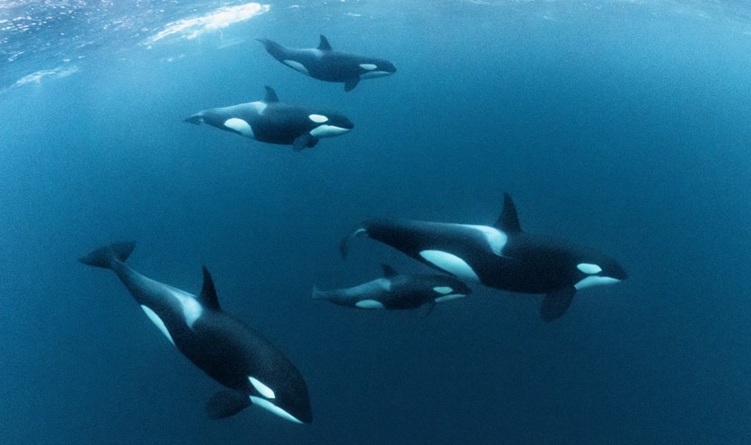 Eine Gruppe Orcas mit einem jungen Kalb.