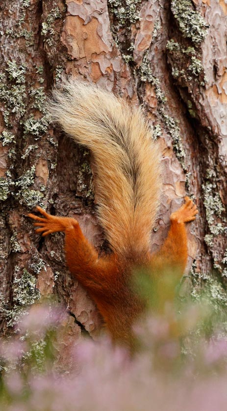 Ein europäisches Eichhörnchen läuft einen Baum hinab - zu sehen sind nur die Hinterpfoten und der Schwanz.