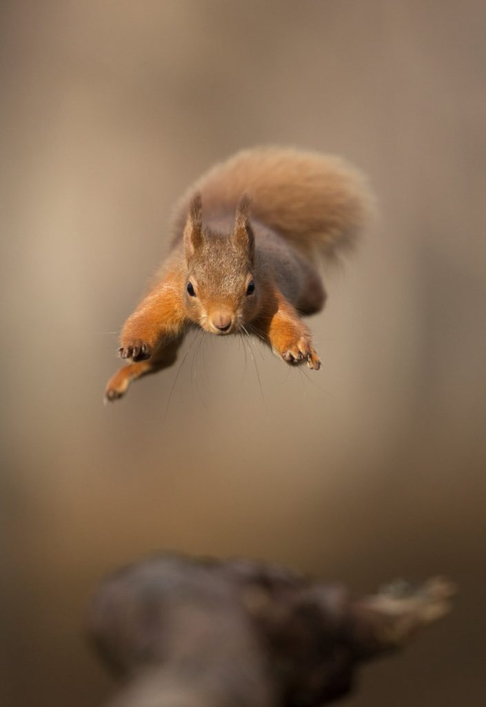 Ein europäisches Eichhörnchen fliegt direkt auf den Betrachter zu.