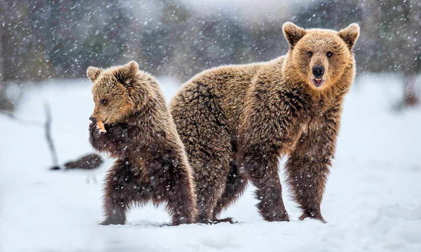Bär-Weibchen mit Jungtier im Schneefall. Das Jungtier steht auf den Hinterbeinen.