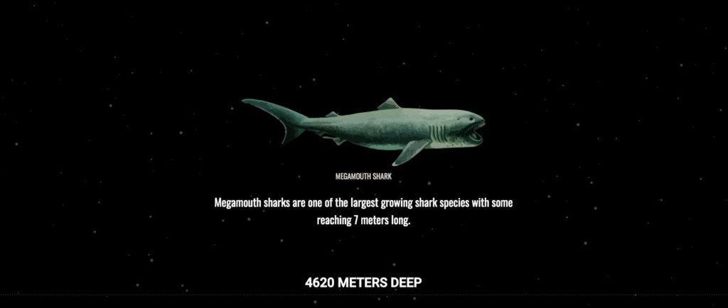 Illustration einer Haifisch Spezies, die  4620 Meter unter Wasser lebt. 