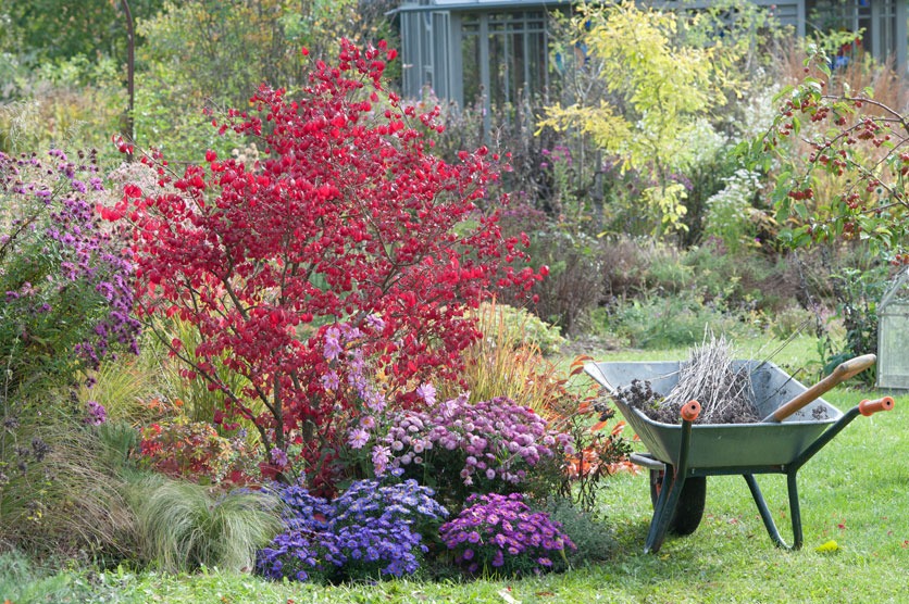 Garten mit Herbstchrysanthemen und rotem Spindelstrauch mit Schubkarre.