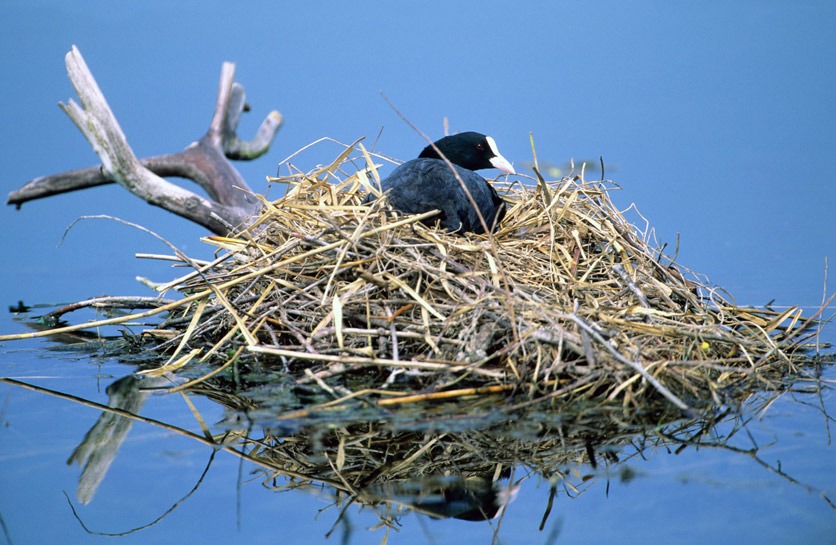 Ein Blässhuhn sitzt auf einem Nest.