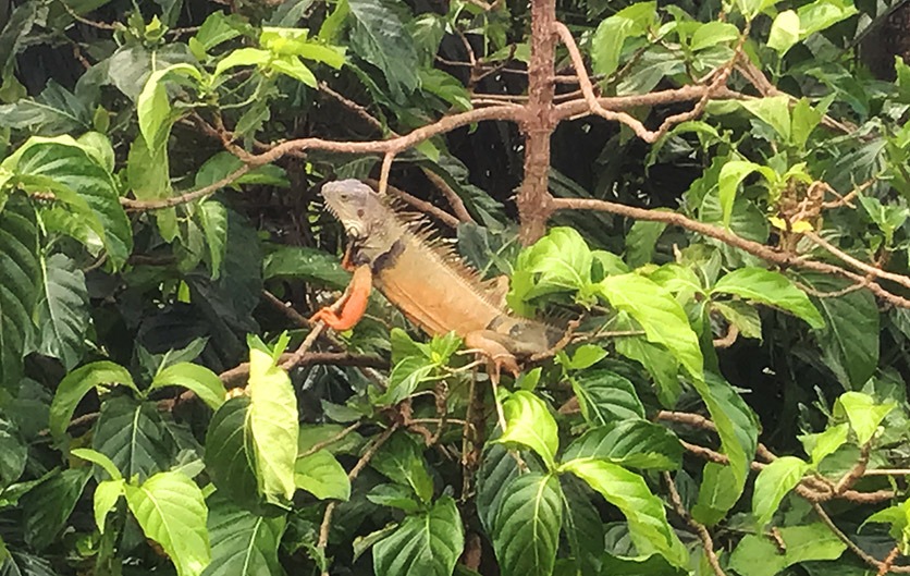Ein Leguan sitz in einem Nonibaum in Puerto Rico.
