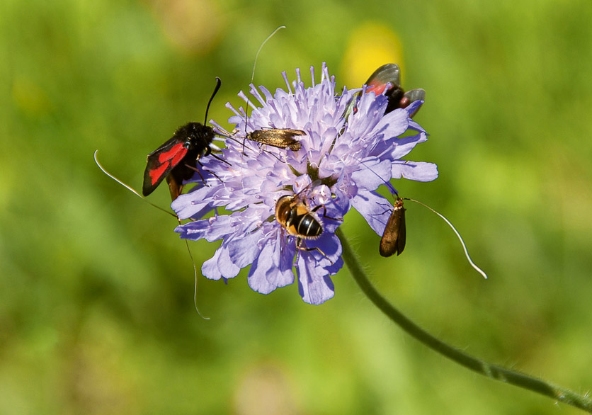 Hochbetrieb an einer einzigen Blume: mehrere Insekten machen sich gleichzeitig über den Blütennektar her.