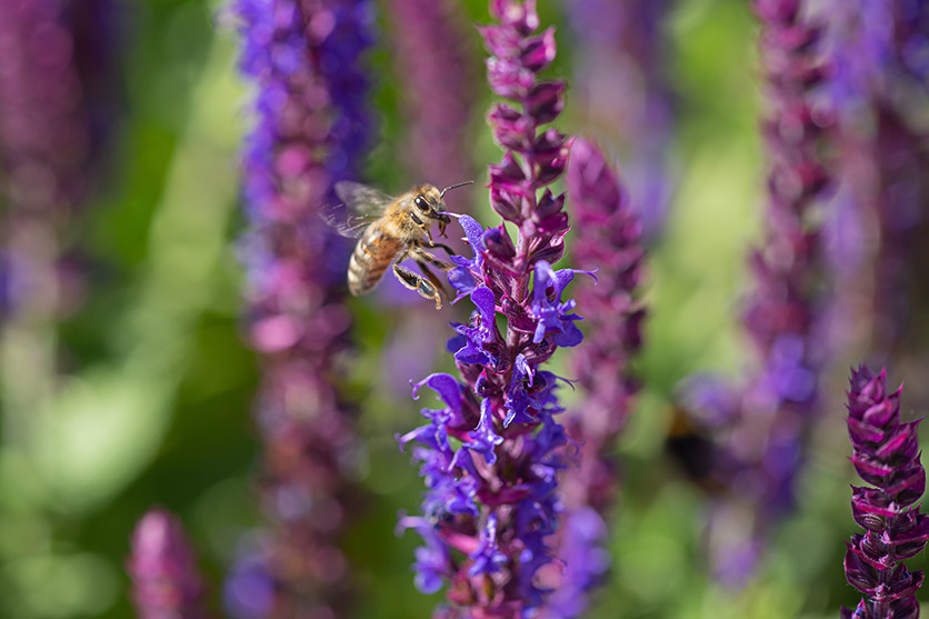 Nahaufnahme einer Biene am Garten-Salbei.