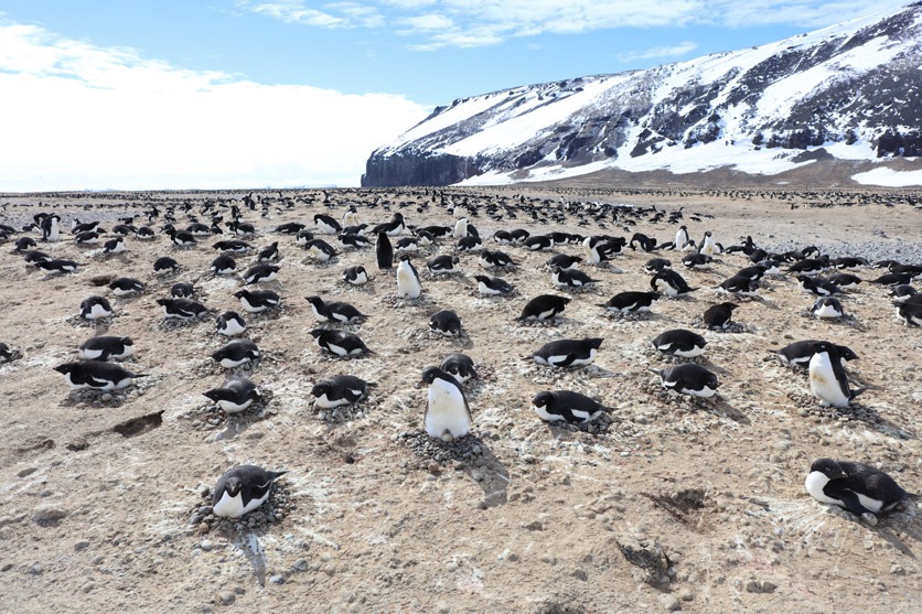 Grösse Adelie-Pinguin Kolonie in der Antarctis. Es sind etliche Nester in Form von Steinhaufen zu sehen, auf denen Pinguine brüten. 