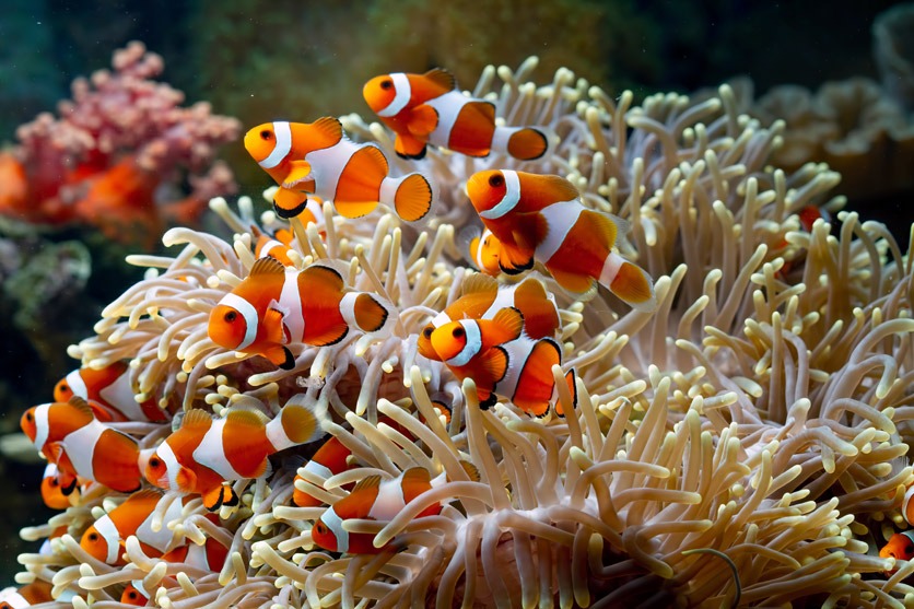 Ein paar Clownfische spielen in einem Korallenriff. 