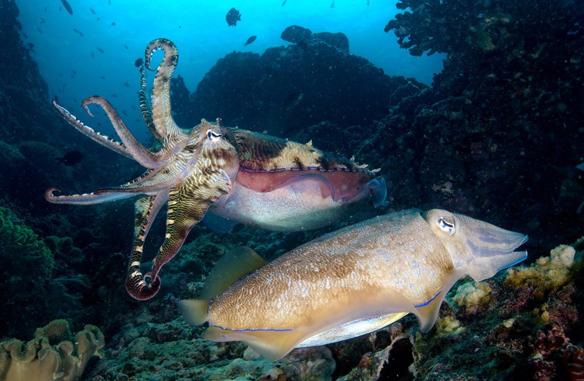 Zwei Riesensepien bei der Begattung in einem tropischen Korallenriff. 
