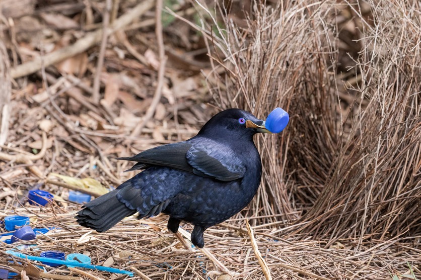 Ein Seidenlaupenvogel mit einem blauen Deckel einer Petflasche im Schnabel, inmitten anderer blauer Trophäen. 