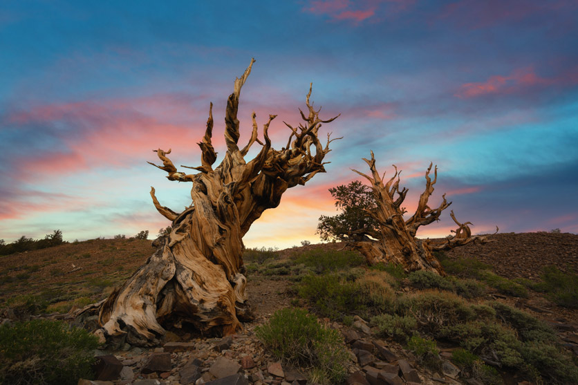 Methuselah, ältester Baum der Erde, bei Sonnenuntergang.