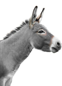 Portrait eines Esels vor weissem Hintergrund.