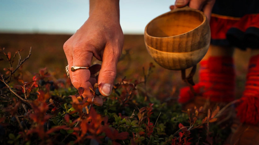 Detailaufnahme: eine Sami-Frau beim Beeren sammeln.