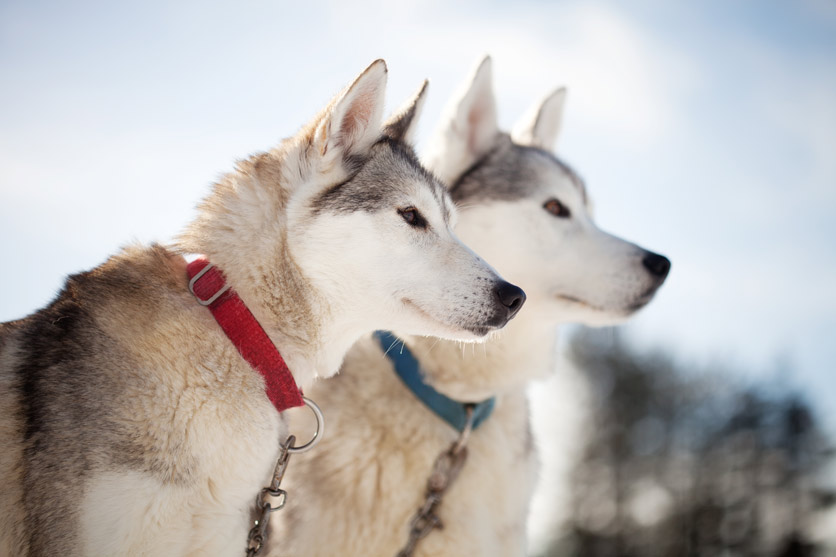 Portrait von zwei Huskies in Lappland/Finnland