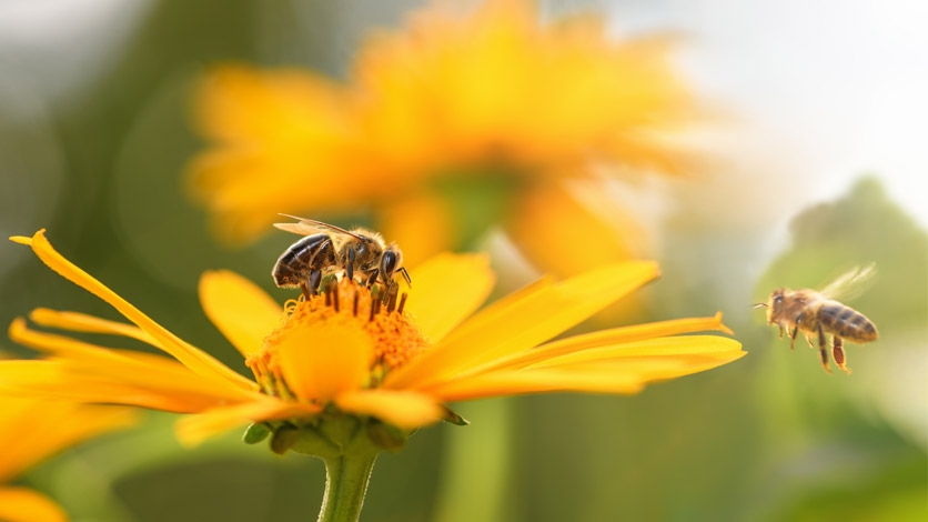 Emsige Bienen unterwegs auf gelben Blüten. 