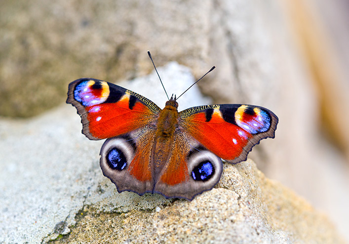 Schmetterlinge: Ein Tagpfauenauge sitzt auf einem Stein.