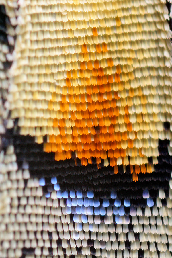 Makro-Aufnahme eines Nahaufnahme eines Schwalbenschwanzes: Die Schuppen des Flügels sind zu sehen.