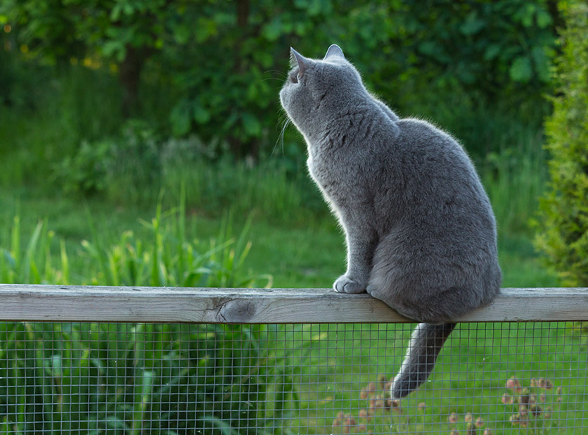 Eine Katze sitzt auf dem Gartenzaun und schaut richtung Garten. 