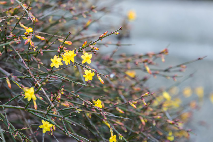 Ein Strauch Winterjasmin mit kleinen gelben Blüten. 