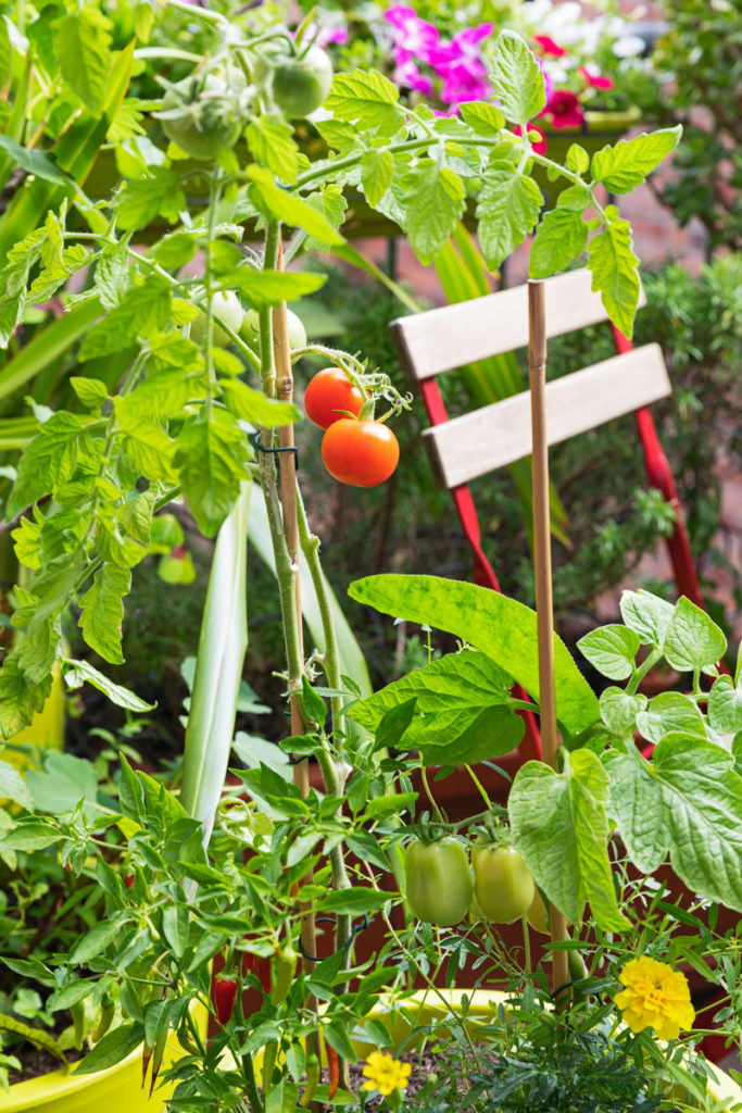 Gärtnern auf kleinem Raum: ein begrünter Balkon mit Tomatenpflanze, Peperoni und Blumen.