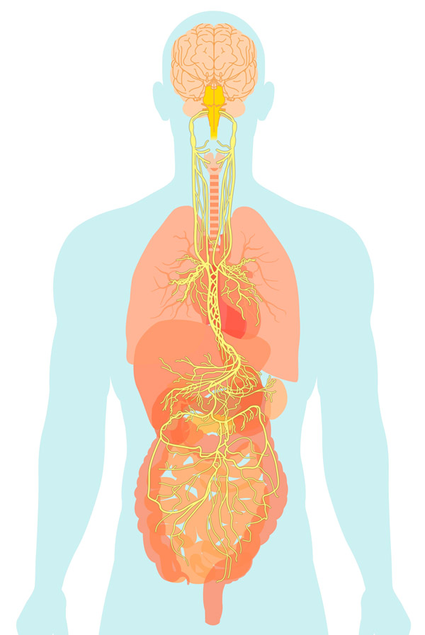 Illustration eines Vagusnervs. Zu sehen ist die Silhoutte eines Menschen mit Organen und Vagusnerv.