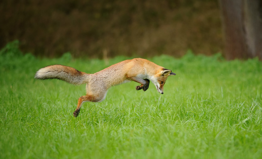 Ein Rotfuchs macht bei der Jagd einen Sprung.