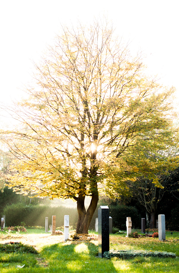 Friedhof mit schönem Baum im Licht.