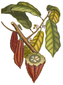 Illustration einer Kakaobohne