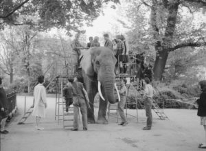 Elefantenreiten im Zoo Basel