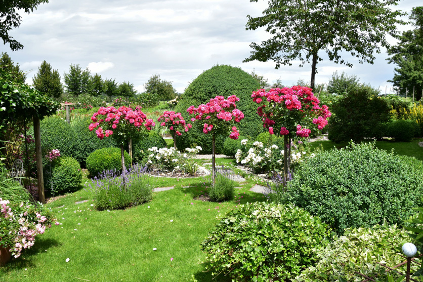 Offener Garten: Iris- und Rosen-Schaugarten (Hohentannen)