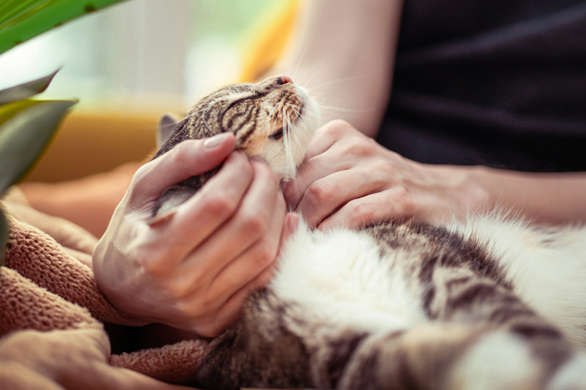 Der Mensch als Sozialkontakt - eine Katze wird gestreichelt. 