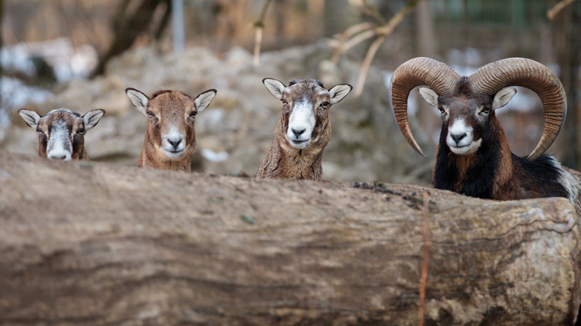 Muffelwild im Tierpark Biel