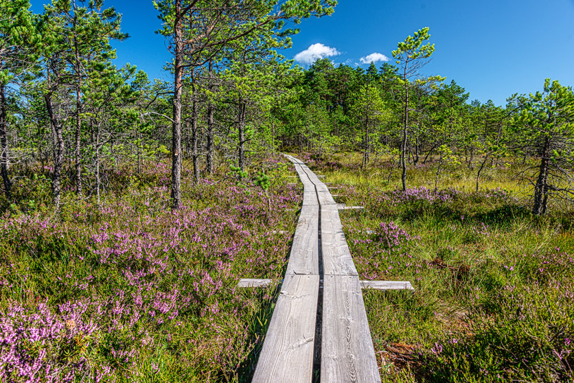 Ein Holzsteg führt im Lahemaa National- park, Estland, über ein blühendes Moor.