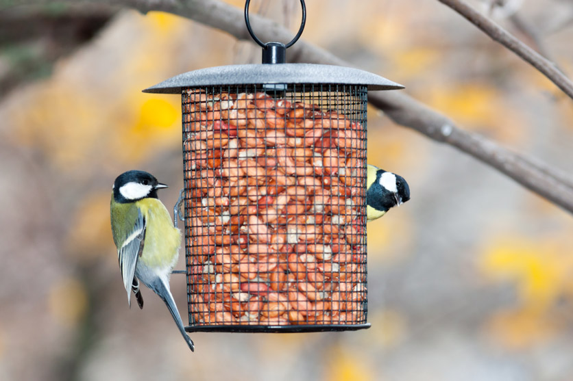 Zwei Meisen an einer Futtersäule für Vogelfütterung. 