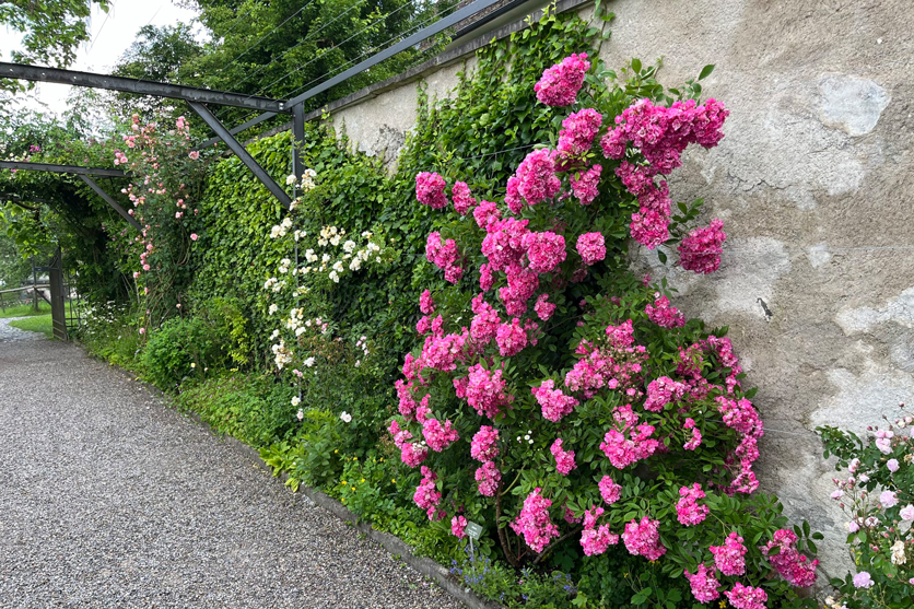 Rosen in der Karthause Ittingen