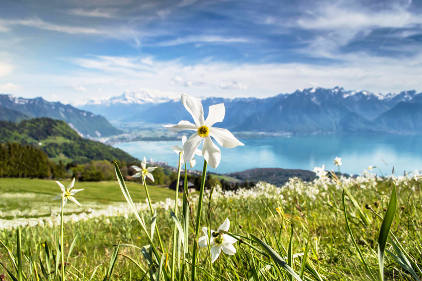 Narzissen in Montreux / Vevey
