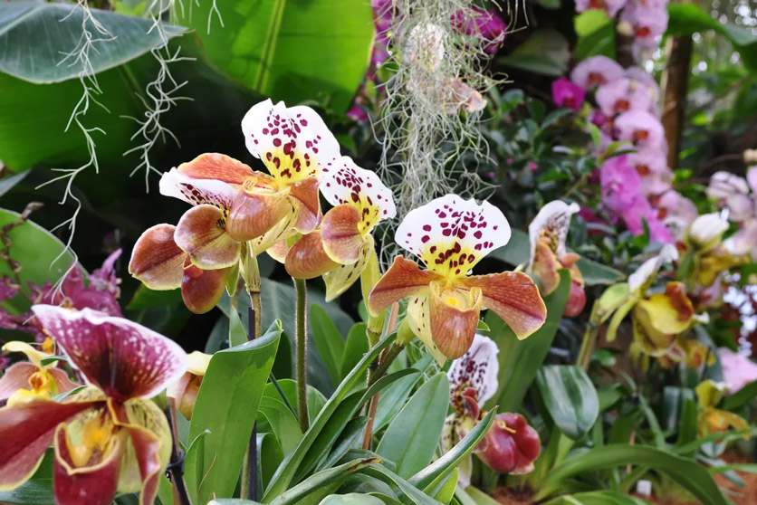 Orchideenschau auf der Insel Mainau