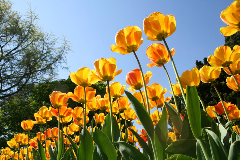 gelbe Tulpen in Morges