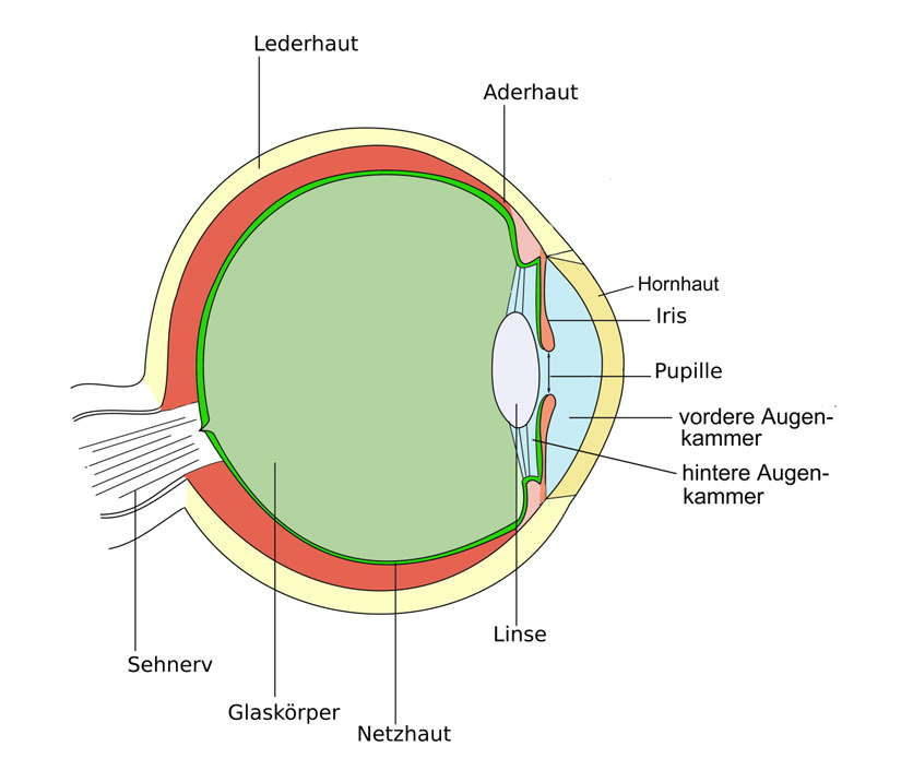 Anatomie des Auges