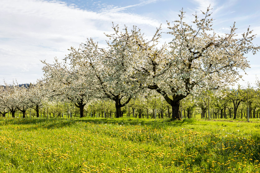 Blühende Apfelbäume im Thurgau