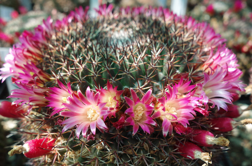 Blühende Sukkulenten