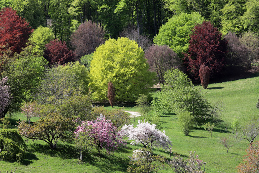 Blühende Bäume im Arboretum Parc Jura vaudois