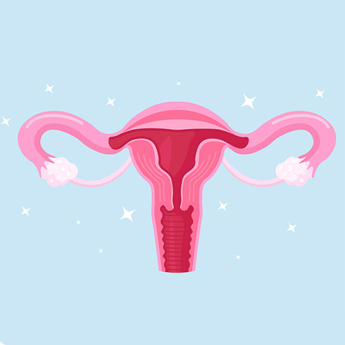 Illustration: Eierstock und Gebärmutter