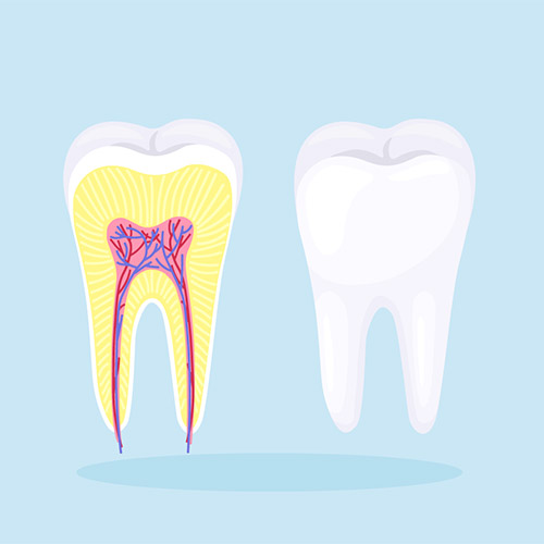 Illustration: Zähne