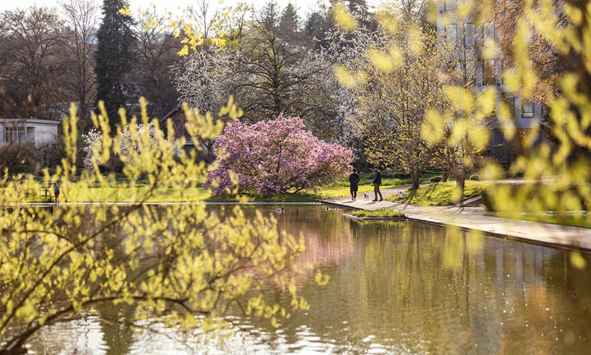 Kirschblüte im Belvoirpark in Zürich