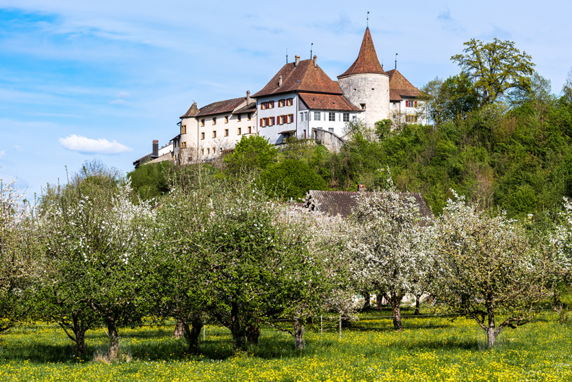Am Zugang zur Peter sinsel
thront das Städtchen Erlach mit
seinem Schloss.