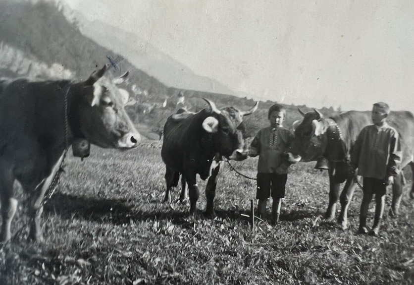 Hanspeter Adank aus Jona ca. 1948 mit Kühen