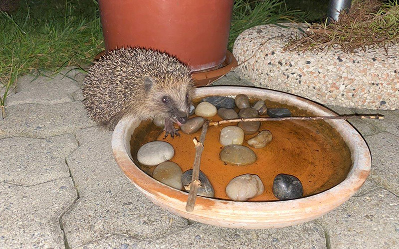 Igel an einer Wasserschale mit Steinen und Zweigen