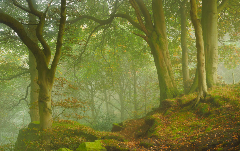nebliger Herbstwald