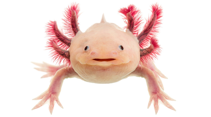 Axolotl